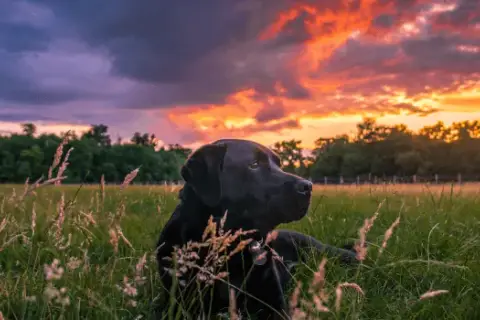 Czy pieski mają dusze? Emocje psów a ich duchowa natura